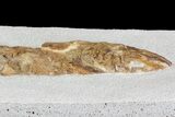 Lower Turonian Fossil Fish - Goulmima, Morocco #72858-3